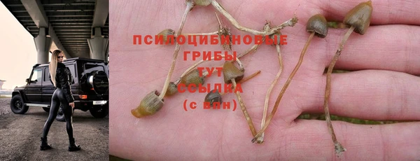 сатива Богородск